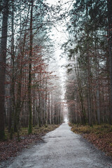 Empty trail in foggy forest. Footpath in misty woods. Autumn nature landscape. Rural tranquil scenery. Wanderlust concept. Travel destinations concept. Moody forest. Pathway in wild park.