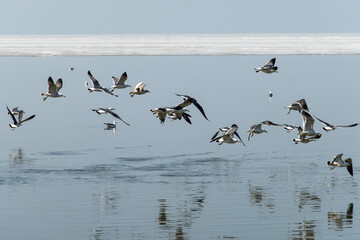 seagull