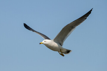 seagull
