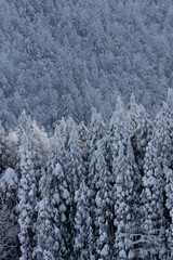 霧氷の木々　雪に覆われた山