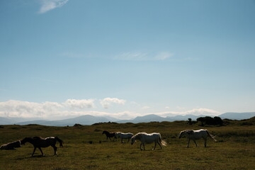 Fototapeta na wymiar Horses grazing on a green field with mountains in the background