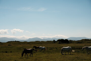 Horses grazing on a green field with mountains in the background