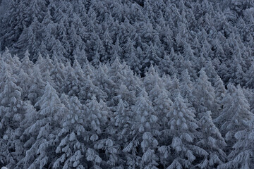 霧氷の木々　雪に覆われた山