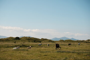 Horses grazing on a green field with mountains in the background