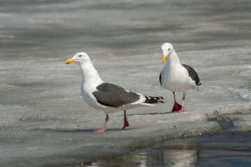 seagull