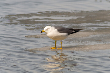 seagull