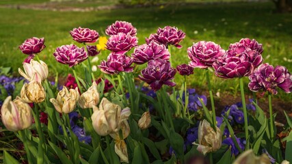 Obraz premium Wiosenne kwiaty tulipany w porannym słońcu