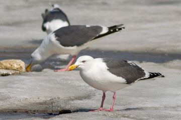 Obraz premium seagull