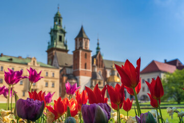 Wiosenne kwiaty tulipany w porannym słońcu - obrazy, fototapety, plakaty