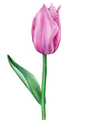 Tulip. Spring illustration isolated on white background for your design. Flower Watercolor