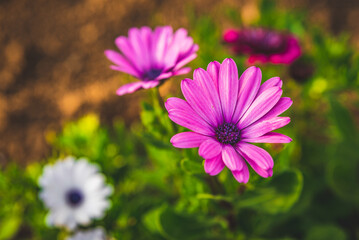 Obraz premium Pink and white Gerbera flowers