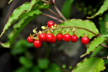 Rivina humilis or bloodberry is a species of flowering plant in the family Petiveriaceae