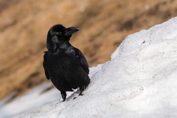 crow