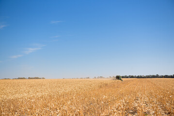 Harvester in a corn field for harvesting.
