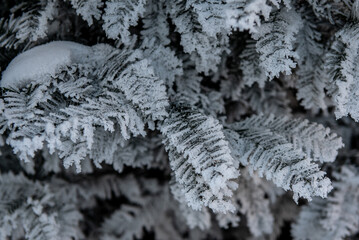 Snow and rime ice on the branches of bushes. Beautiful winter background with trees covered with hoarfrost. Plants in the park are covered with hoar frost. Cold snowy weather. Cool frosting texture.