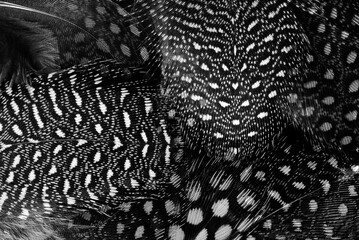 feather different black and white macro textured background