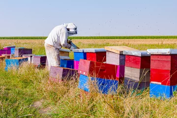 Papier Peint photo Abeille Apiarist, beekeeper is working in apiary, row of beehives, bee farm