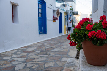 Fototapeta na wymiar Greece. Pano Koufonisi island, Cyclades. Pink geranium flower in plastic pot blur background.