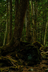 富士の樹海の苔