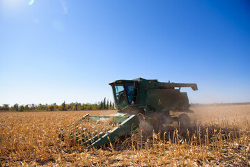 Fototapeta premium Harvesting corn field in autumn.Harvest working on corn field.