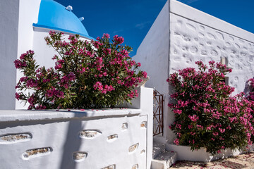 Pano Koufonisi island, Greece. Whitewashed church with blue dome, pink oleander tree at yard.