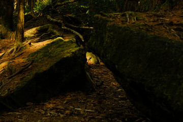 富士の樹海の苔