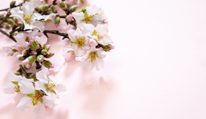 Spring pink blossom background. Bloom almond tree nature, orchard flower. Easter season