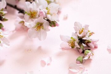 Bloom almond tree nature, orchard flower. Spring pink blossom background. Easter season