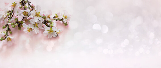 Spring pink blossom background. Almond tree bloom and bokeh light nature flat lay,