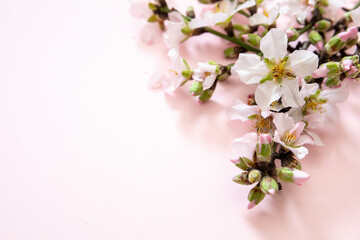 Bloom almond tree nature, orchard flower. Spring pink blossom background. Easter season