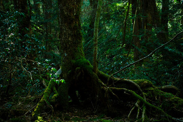富士の樹海の苔