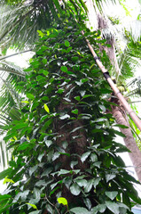Group of ivy on coconut tree with low angle view