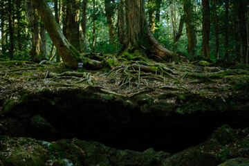富士の樹海の苔