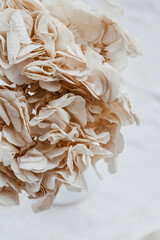 close up of a white rose petals