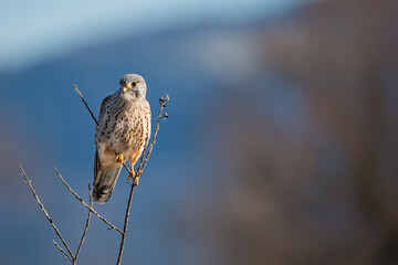 Kestrel tries to spot and catch prey