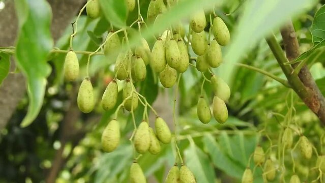 Indian lilac seeds,fruits and leaves. Azadirachta indica, commonly known as neem, nimtree or Indian lilac,is a tree in the mahogany family Meliaceae.