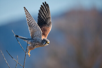 Kestrel tries to spot and catch prey