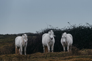 Three white horses looking towards camera On a field dark sky