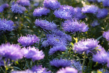 Bright violet purple pink asters in contour light in full bloom in the botanical garden in Kyiv Ukraine, autumn 
