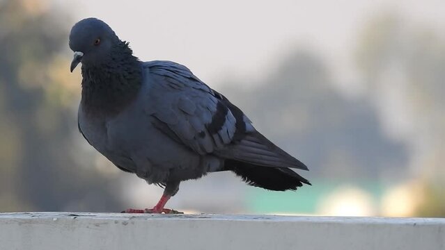 A closeup shot of an injured pigeon with only one leg limping on the rooftop.