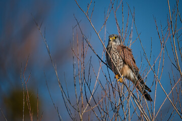 Kestrel tries to spot and catch prey
