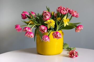 Dutch pink tulips with yellow daffodils in yellow ceramic vase on the grey green background
