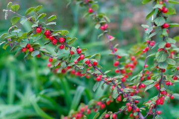 Obraz premium red berry