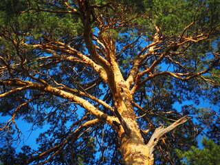 Fototapeta premium Beautiful pine tree illuminated by bright light at sunset, pine branches, view from below.