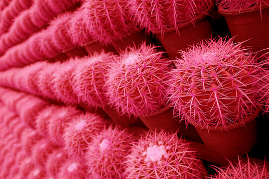Surreal Pop Art Style Raspberry Red Colored Rows of Potted Golden Barrel Cactus Plants