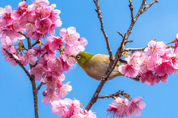桜とメジロ