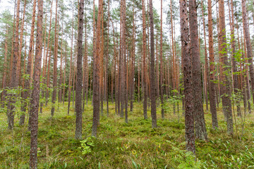 nature, landscape and environment concept - pine trees growing in coniferous forest