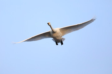 cygnus flight