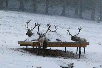 Majestic a herd of red deers (cervus elaphus) eats from a deer feeder. Beautiful winter country frozen morning.