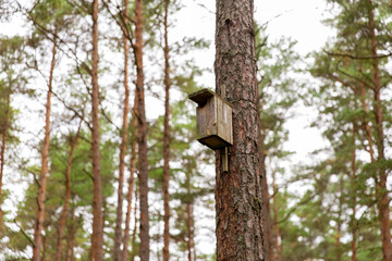 nature, landscape and environment concept - wooden birdhouse on pine tree in coniferous forest